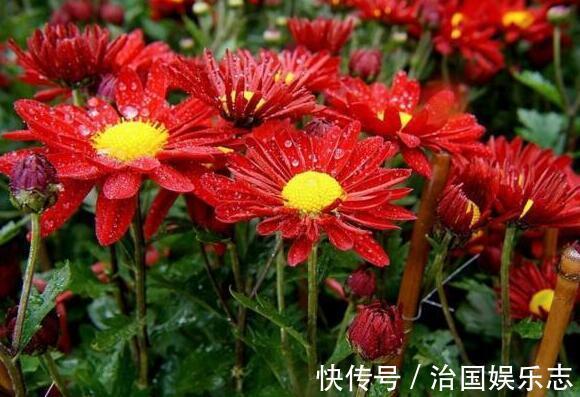 浇水量|菊花叶子发焉无精打采教你“4法”，花开爆盆，遮阴控肥是关键