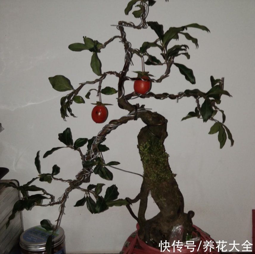 花友们|越养越升值的6种花，养花相当于赚钱，你养了吗？