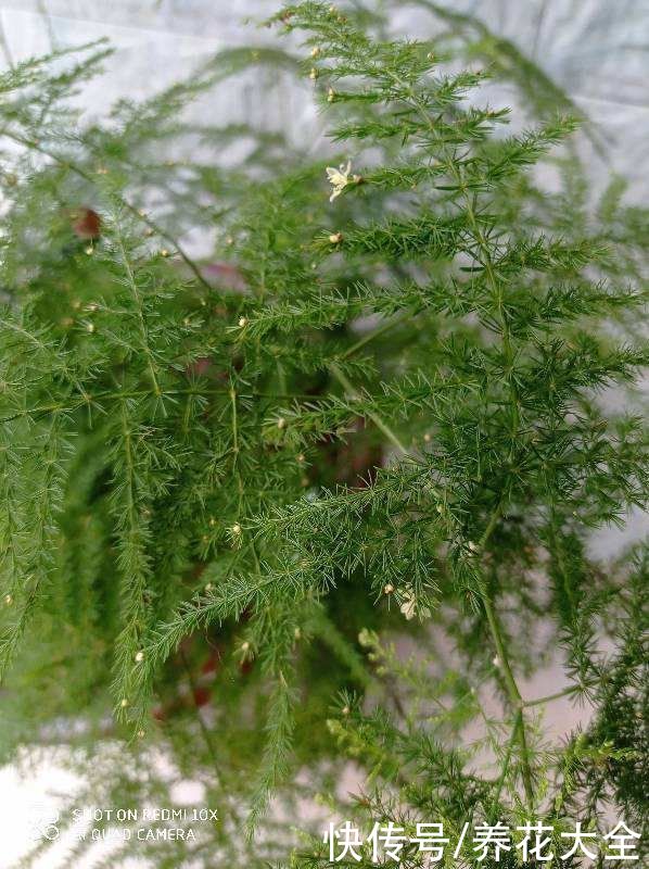 不能暴晒的花，现在赶紧挪个地儿，不然叶子全晒焦了