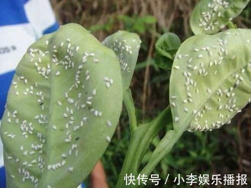 家里花卉烂根烂叶，几种天然灭虫法，不生虫养花好