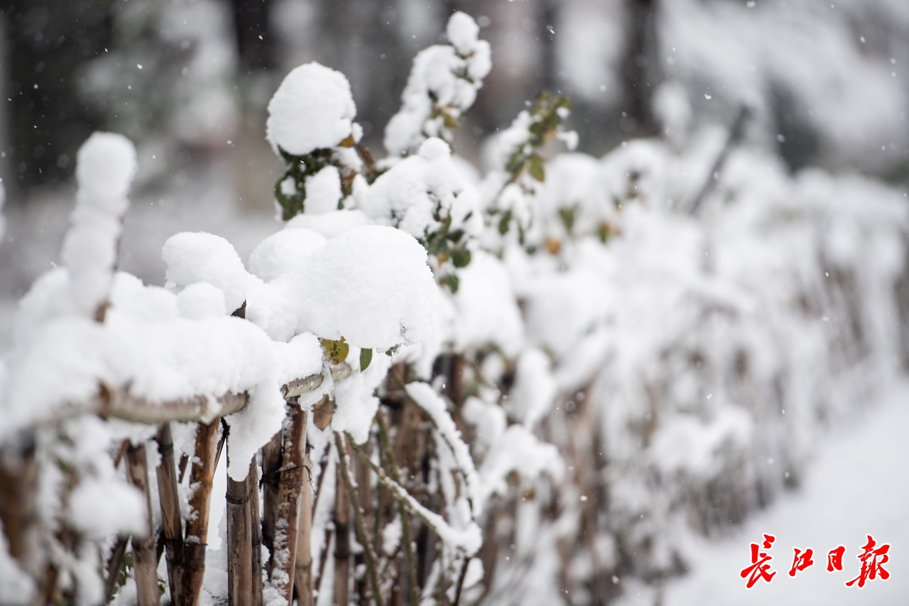 虎年|他们已堆起雪人，你玩雪了吗？