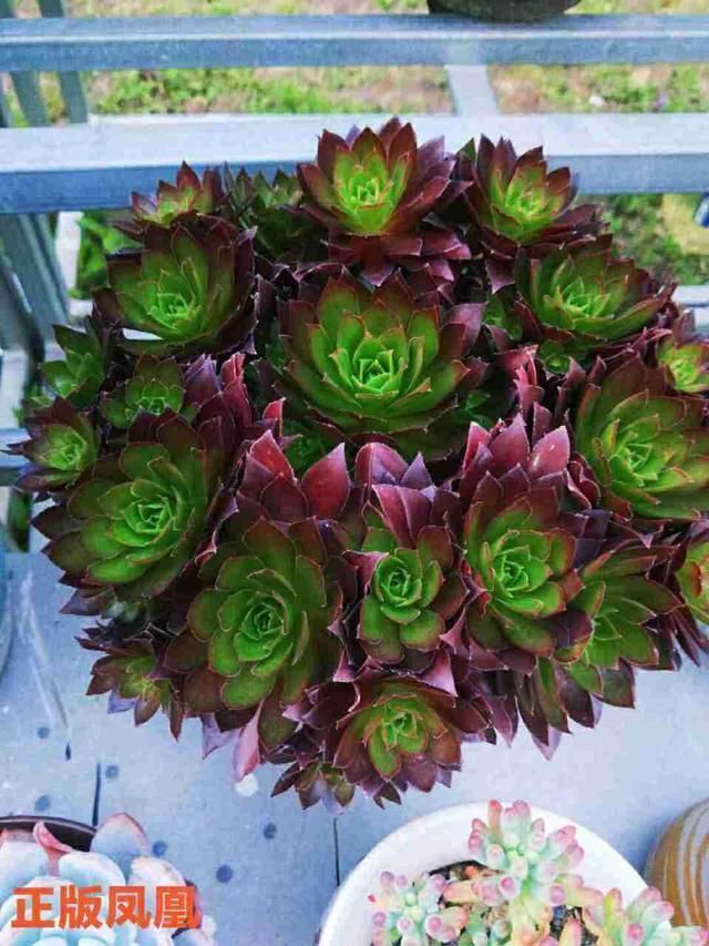 春天养法师,就因为“换了地方”,3天就变色,太漂亮了