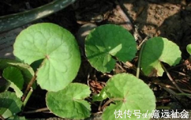 植物|农村这种野草有剧毒,老农民却称它为“解毒王”,见到别随意采摘