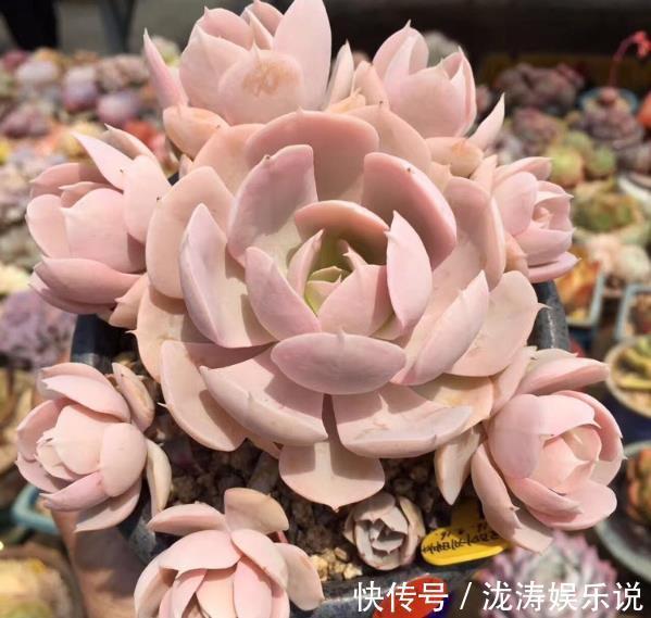 养护|在家养多肉,学好这些技巧,花盆都长满!