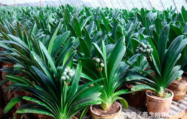 君子兰为什么“不能不”晒太阳老花友告诉你答案!