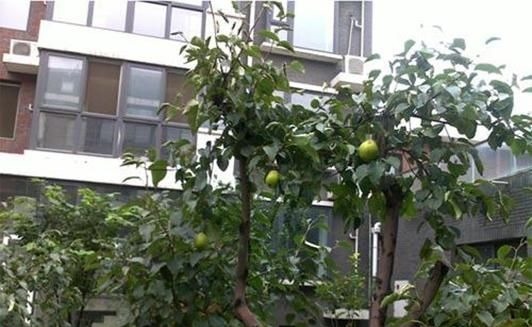 阳台|建议阳台不要塞一大堆花盆了瞧瞧下图这布置,高级美观不占地