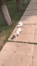 |搞笑GIF段子:妹子,整天摇来摇去,我怎样上课啊