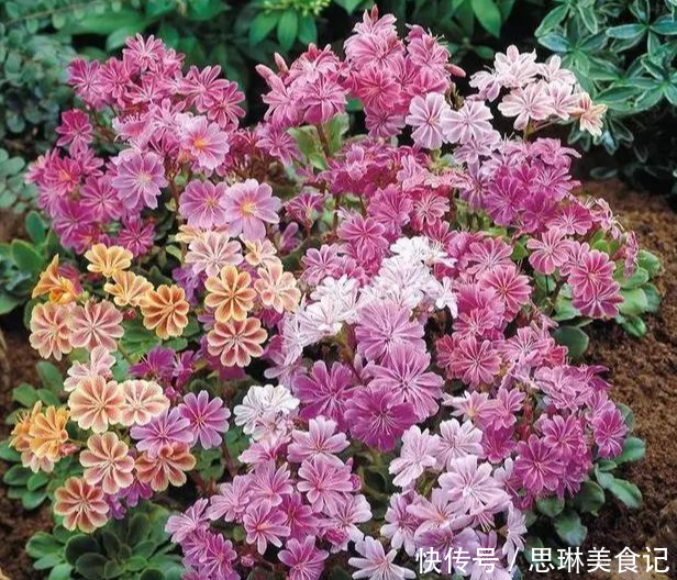 这花像长寿花一样好养,全年不间断的开花,太美了