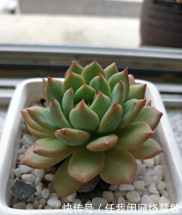 养了三年，多肉终于给点颜色瞧瞧了