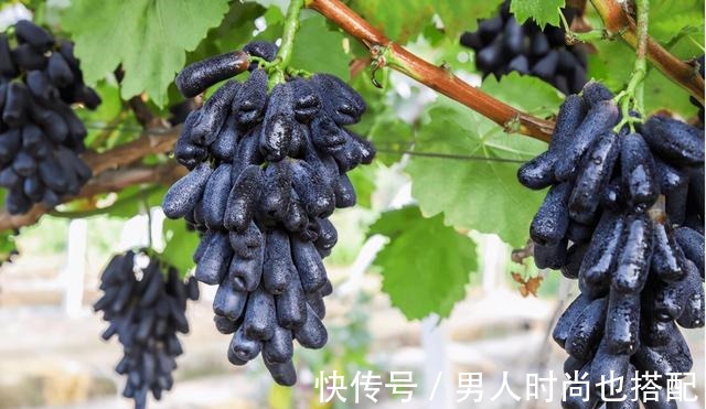 家有院子别空着,有多少种多少,耐寒耐旱,而且吃不完!