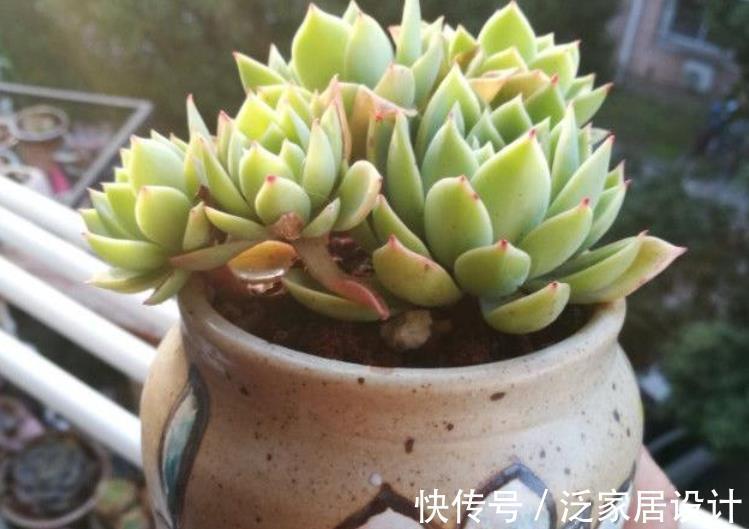 养殖|多肉盆栽长得慢？错了，套袋子一闷，茎叶疯长又透亮水灵