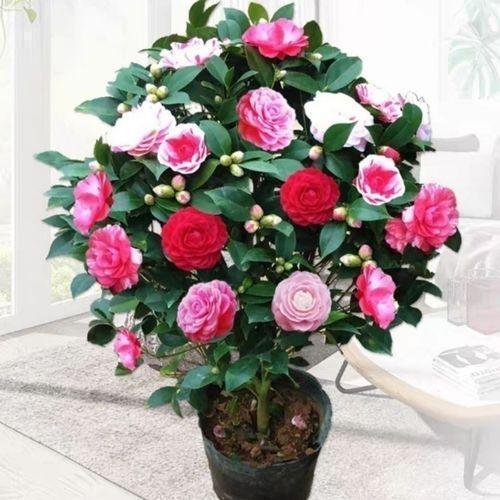 天冷了,3种花别“急着”搬进屋,在外“冻一冻”,开花又多又艳