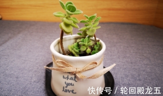 家庭养花,上哪儿给它们找肥料?这4样想弄多少就有多少