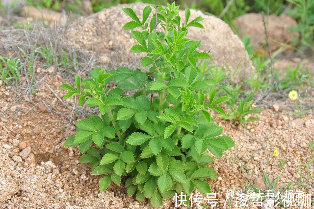 农田|满身都是刺,却成民间极品野菜,如今15元一斤,吃过的人不多