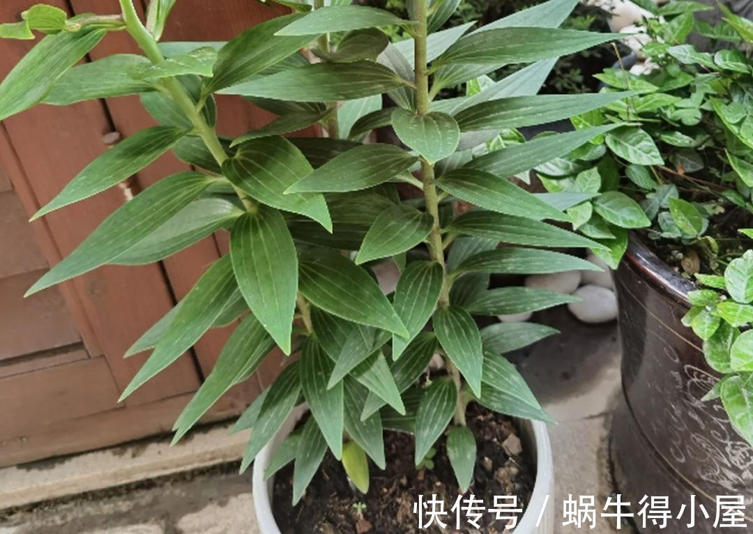 金枝玉叶|30℃以上,10种花就先别养了,买一盆死一盆,别怪我没提醒你