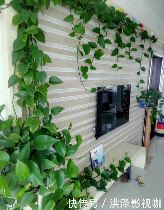 枝条|绿萝长气根“别乱剪”，找对原因“用对肥”，半年长到2米