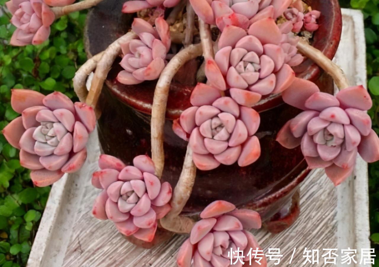成就感|叶插就是对多肉的一种升级,6个品种叶插爱多头,满满都是成就感