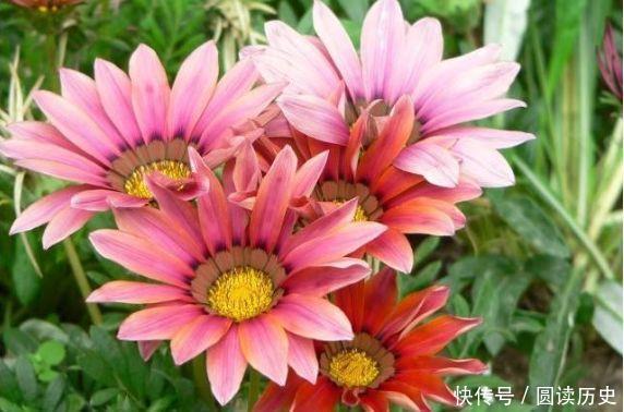 养花试试此几款,花朵小巧玲珑,花香四溢飘满屋