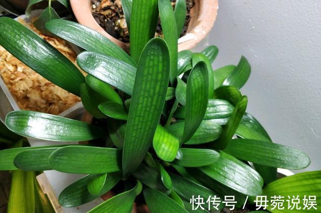 蟹爪兰不开花就关“小黑屋”,而君子兰不开花却得做好这些!