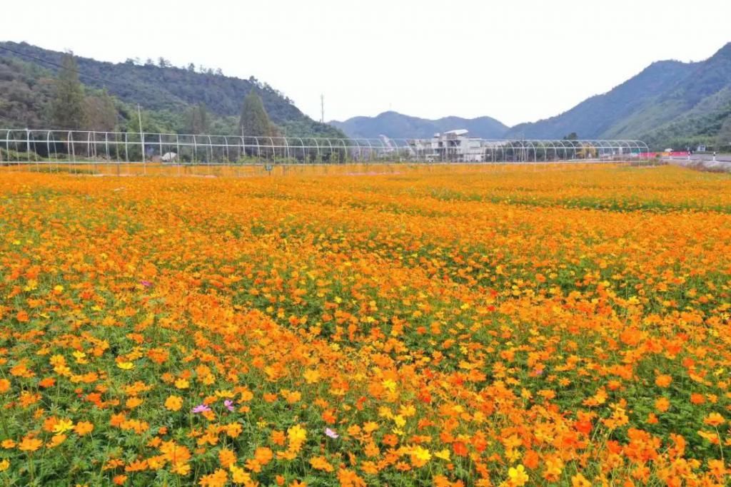  菊花|景美花更美！绿水青山间，成片硫华菊花海等你来打卡！