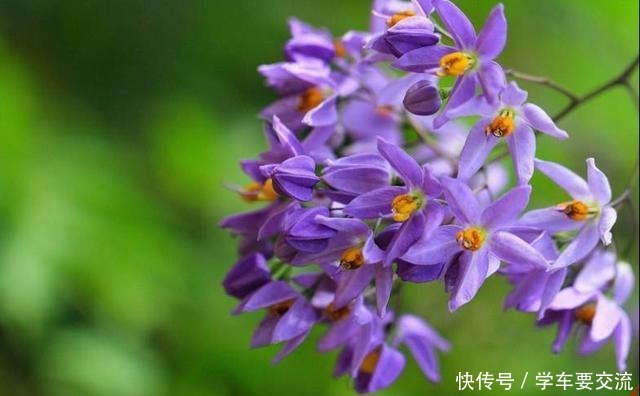 三角梅不耐寒,提前做好“三动作”,室外冻一冻,开出层叠群花!