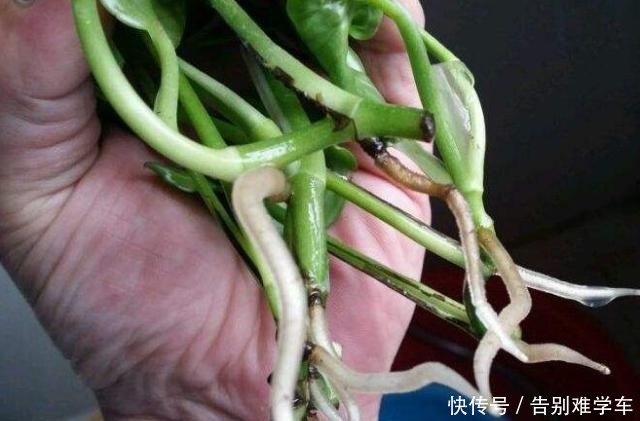5种自制“生根剂”，家中养花必备，盆里放点，半个月就冒大白根！