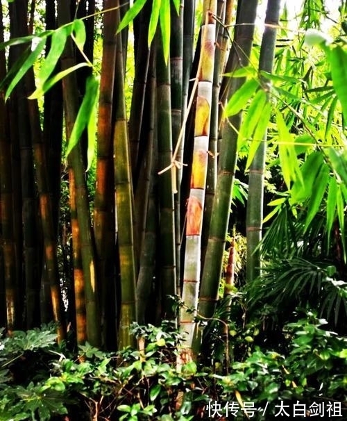 孟浩然!大诗人们的翠竹情怀,十二首著名的诗词,每一首都是经典