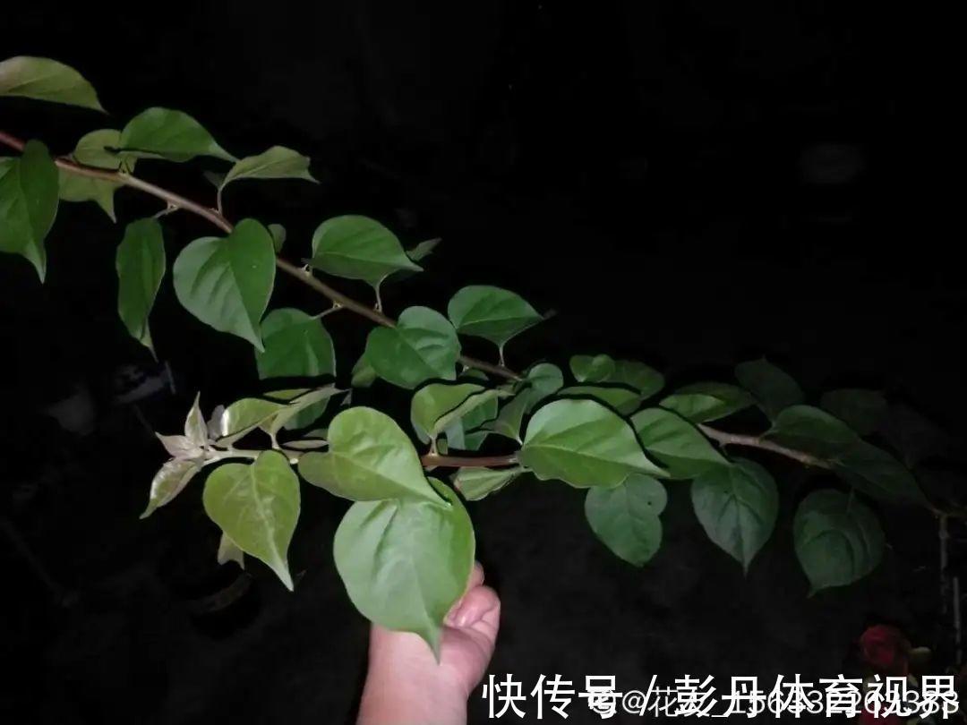 叶子|十月养这花,撸叶子、少浇水,10天冒出大花苞!