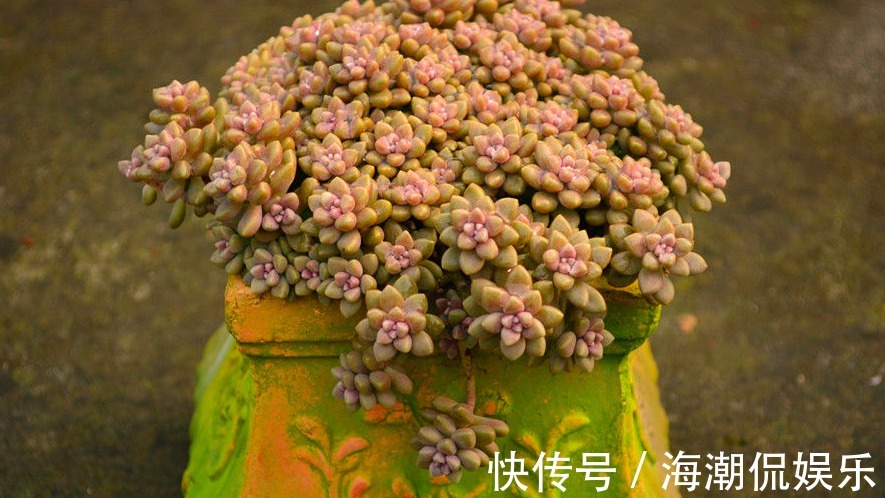 叶片|生命力强大的九种多肉植物,新手入门备的几个品种