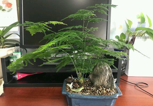 文竹|家庭养这4种绿植，记住1句“口诀”，不黄叶子，长得茂密油绿