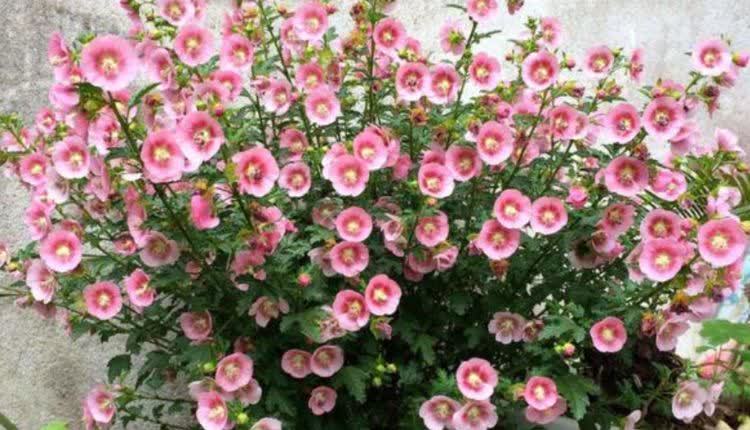 4种花，养在卧室，释放氧气，改善睡眠，多养几盆准没错！