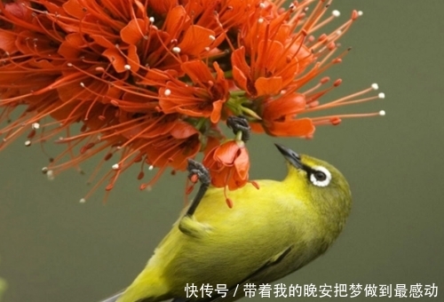 清新简单小鸟壁纸 快资讯