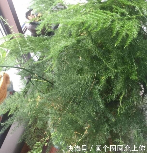 养护|文竹叶子发黄别担心,教你3个挽救小妙招,轻松搞定,叶子绿油油