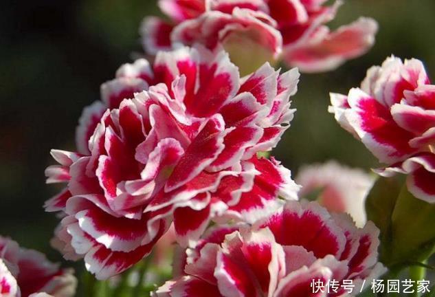 新手养护花卉,就养花开喜庆,自带香气的花卉,一开就是200天!