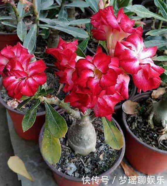 叶片|3种长着“大肚子”的花,长时间不浇水,也能叶片油绿,开花爆盆