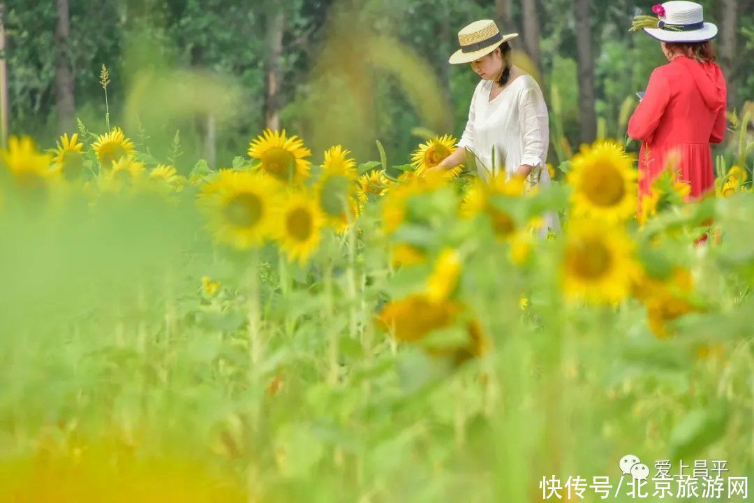 花海|昌平金色花海初盛开，云赏美醉乡村的向日葵