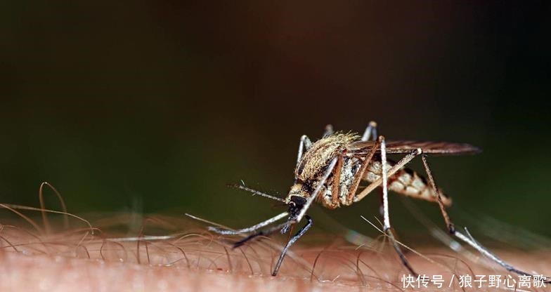 蚊子整晚嗡嗡叫,只需几个小方法,一觉安睡到天亮