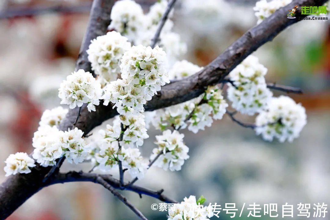 神仙包|春天第一站就去这里！醉春天之川西花海、雪山、冰湖七天之旅