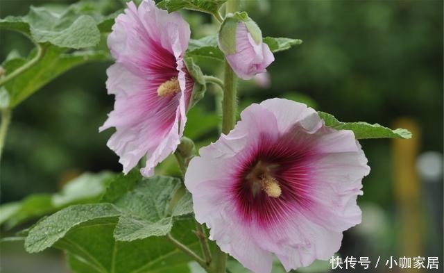 门前|适合门前种植的8种花卉,你喜欢哪种?