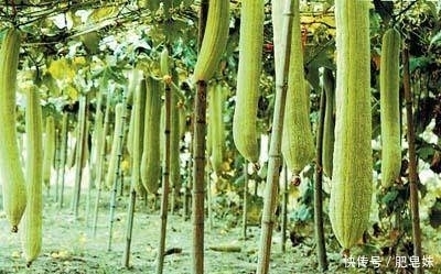 松果|花盆底下垫点这个东西,花草直接长疯了,养花十年不烂根