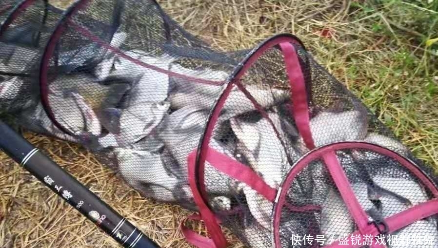 竿子|怪不得鳊鱼比鲫鱼好钓,换用这3招,一根竿子都钓不过来