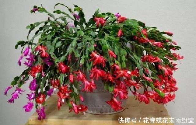 蟹爪兰长得慢不开花，1种“营养水”能派上大用场，浇完长势变旺