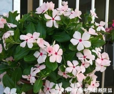 浇水|阳台养花养些“不死花”，一个月不浇水，还能打鸡血似地开满花！