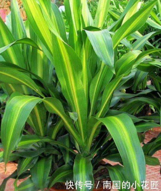 4种花是懒人的最爱,有阳光就爆盆,空气变清新,比啥都强!