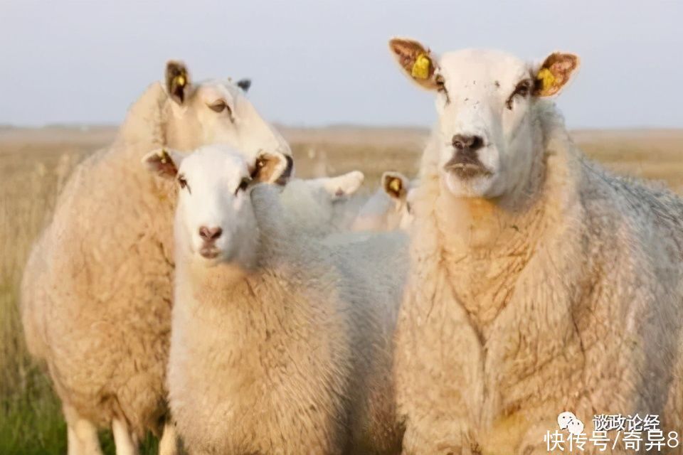 吉星|属羊2022年运势及运程 属羊人2022年全年每月运程详解