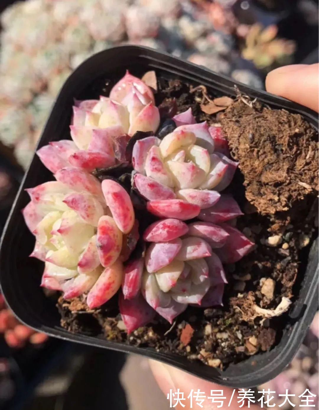 室内养多肉,也能养出水晶果冻色,任谁看到都说好