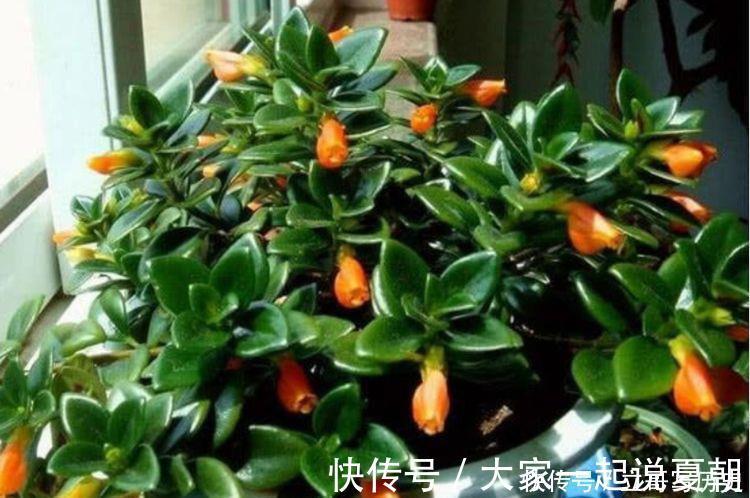 金鱼|此几款花卉,高端大气,花朵硕大花期长,漂亮好养