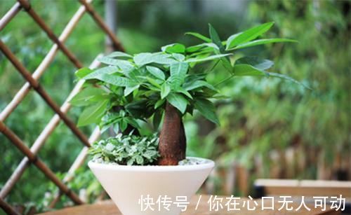 养花|6种观叶植物，客厅养一盆，绿意盎然，充满生机，不开花也好看！