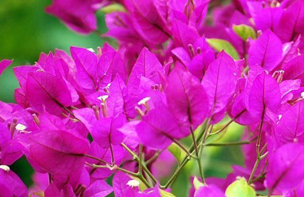 几款植物花期长易打理,对待新手很友好,颜值高