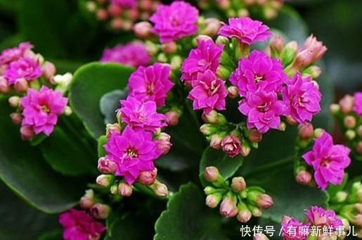 长寿花年年买年年扔只要不扔,简单几步恢复生机,当年就开花!